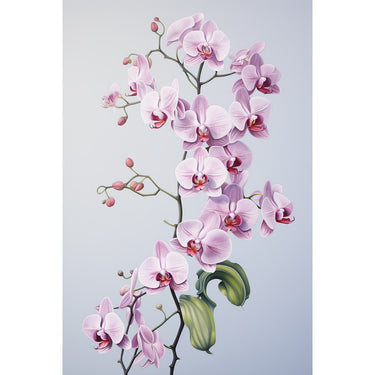 Canvas of Orchids